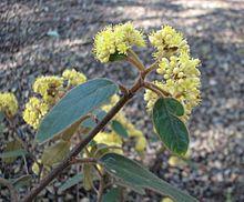 Pomaderris vellea.jpg