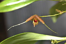 Scaphosepalum swertifolium-detail.jpeg
