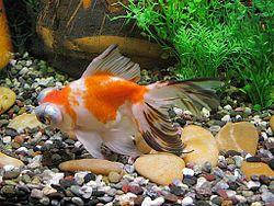 Tricolor Dragoneye.jpg