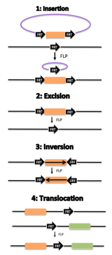 Simplified Flp-FRT Recombinase Mechanism.png