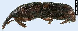 Maize Weevil - Sitophilus zeamais (side view).jpg