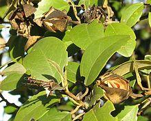 Lagunaria patersonia-fruit foliage-CROPPED.jpg