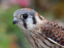 Female American Kestrel.jpg