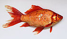 Carassius wild golden fish 2013 G1.jpg