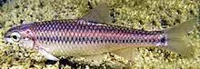Devils River minnow.jpg