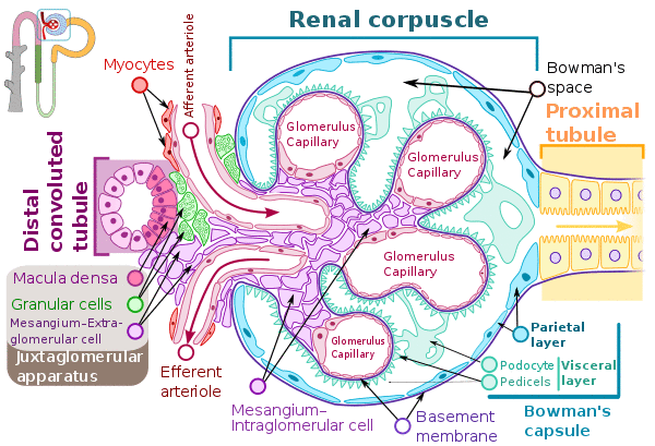 Renal corpuscle-en.svg
