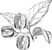 Indian trees - an account of trees, shrubs, woody climbers, bamboos, and palms indigenous or commonly cultivated in the British Indian Empire (1906) (20619659429).jpg