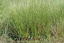 Juncus.conglomeratus.2.jpg