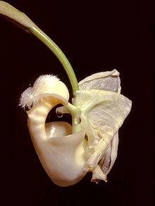 Coryanthes alborosea Orchi 04.jpg