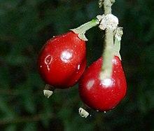 Tricalysia capensis var capensis, vrugte, Krantzkloof NR.jpg