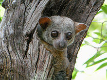 Lepilemur edwardsi.jpg