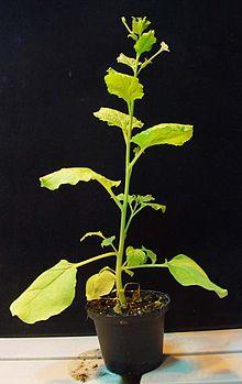 Nicoatiana benthamiana plant.jpg