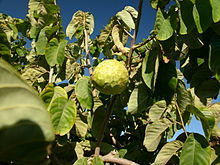 Cherimoya tree hg.jpg