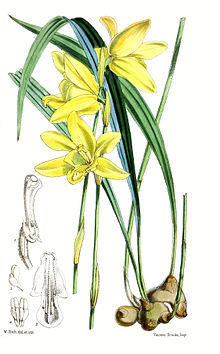 Ipsea speciosa Fitch.jpg
