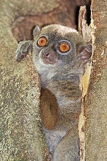 Ankarana sportive lemur (Lepilemur ankaranensis).jpg