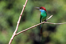 Blue-throated bee-eater (Merops viridis).jpg