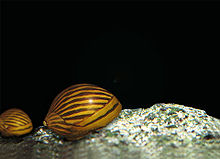 Neritina-natalensis.jpg