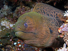 Moray eel komodo.jpg