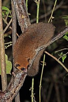 Crossley's dwarf lemur (Cheirogaleus crossleyi) Ranomafana 2.jpg