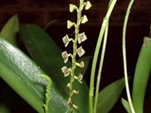 Stelis argentata.jpg