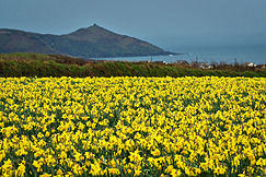 Cornwall Daffodils.jpg