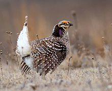 Sharp-Tailed Grouse (26089894256) (cropped).jpg