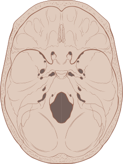 Skull interior anatomy.svg