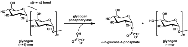 Action of glycogen phosphorylase on glycogen