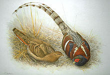 Syrmaticus humiae.jpg