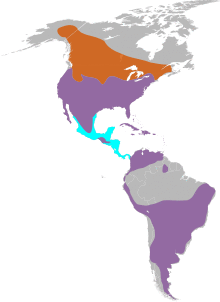 Falco sparverius range map.svg