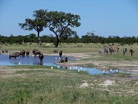 Gnus zebras chobe national park.jpg