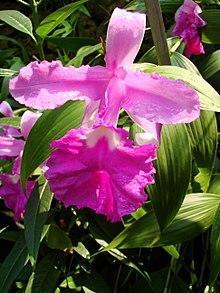 Sobralia macrantha (BG Zurich)-03.JPG