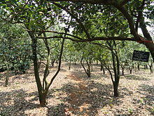 Camellia reticulata - Kunming Botanical Garden - DSC02952.JPG