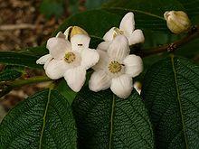 Samyda dodecandra.jpg