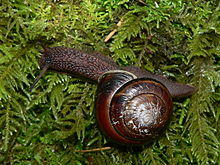 Monadenia fidelis 15008.JPG