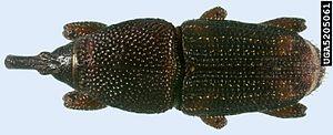 Maize Weevil - Sitophilus zeamais.jpg