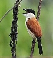Marsh Tchagra, Luita, DRC (6700728549) (cropped).jpg