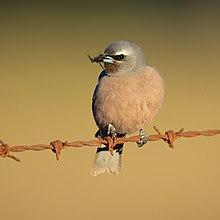 Artamus superciliosus female 2 - Bushells Lagoon.jpg