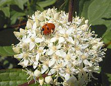 Cornus sanguineus with ladybird.jpg
