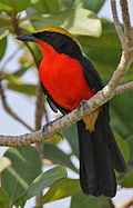 Flickr - Rainbirder - Yellow-crowned Gonolek (Laniarius barbarus).jpg