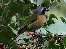 Olive Bushshrike (Telophorus olivaceus).jpg