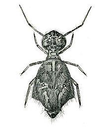 Sminthurusviridis PublicDomainImage.jpg