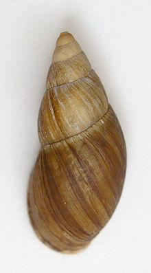 Lord Howe Island museum - Placostylus bivaricosus.jpg