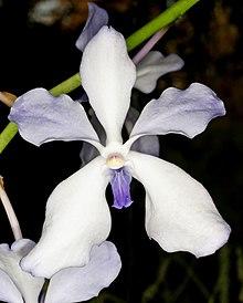 Vanda coerulea Orchi 6052.jpg