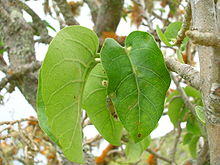 Starr 060429-8016 Nothocestrum latifolium.jpg