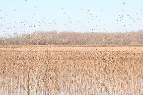 Ducks at Grand Cote (5660534739).jpg