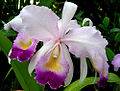 Cattleya trianae, the national flower of Columbia (10909657333).jpg