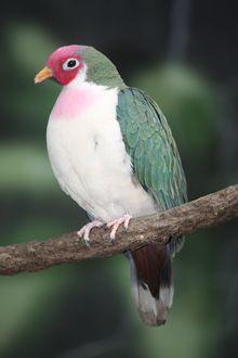 Jambu Fruit Dove 2010.jpg