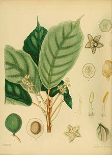 A hand-book to the flora of Ceylon (Plate VIII) (6430633459).jpg
