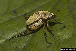 Rose chafer.jpg